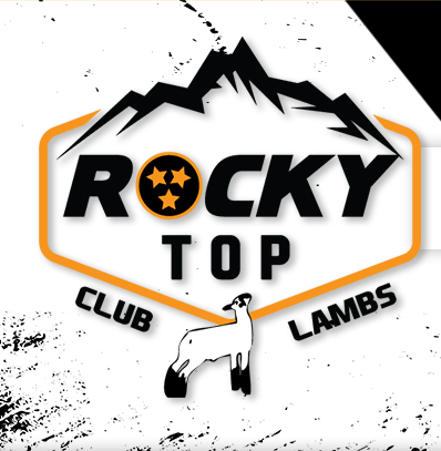 Rocky Top Club Lambs